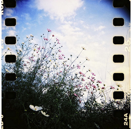 Superheadz Black Bird Fly Tlr 35mm